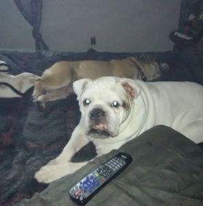 Meet your Posher, Harry